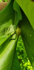 Phylloxera subelliptica