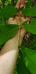 Phylloxera subelliptica
