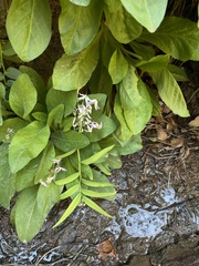 Primula pauciflora zionensis