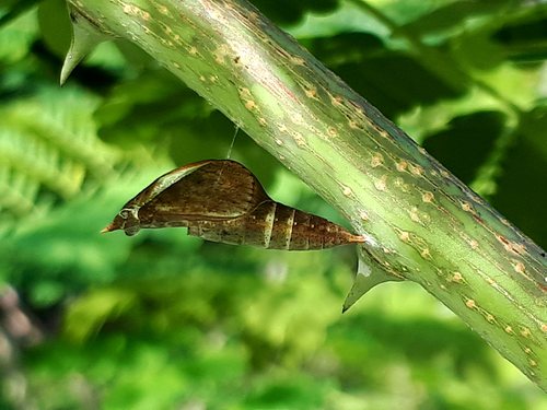 Common Grass Yellow, photo 9 of 10