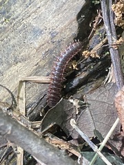 Pseudopolydesmus canadensis