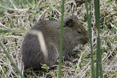 Cavia aperea anolaimae