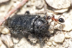 Enicopus