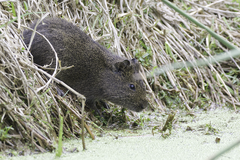 Cavia aperea anolaimae