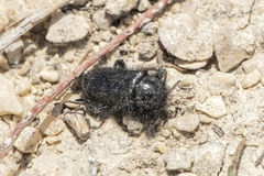 Enicopus