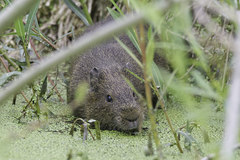 Cavia aperea anolaimae
