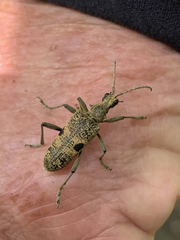 Rhagium mordax