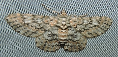 Cleora sabulata
