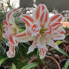 Hippeastrum vittatum