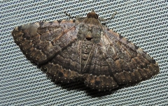 Diatenes aglossoides