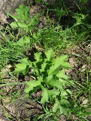 Tordylieae