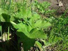 Tordylieae