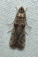 Cryptoblabes hemigypsa