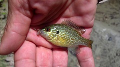 Lepomis marginatus