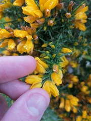 Ulex gallii