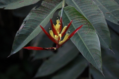 Heliconia hirsuta