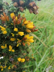 Ulex gallii