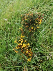 Ulex gallii