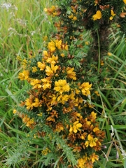 Ulex gallii