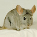 Long-tailed Chinchilla - Photo (c) Josh More, some rights reserved (CC BY-NC-ND)