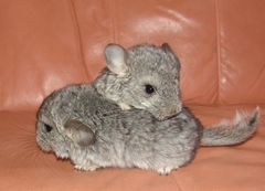 Long-Tailed Chinchilla photo 2