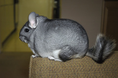 Long-Tailed Chinchilla photo 3
