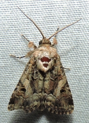 Spodoptera umbraculata