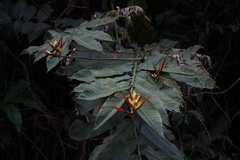 Heliconia hirsuta