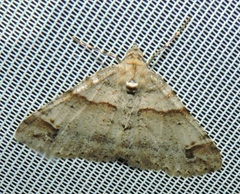 Syneora hemeropa