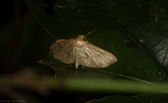 Addaea subtessellata