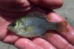 Lepomis punctatus