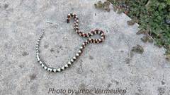 Homoroselaps lacteus