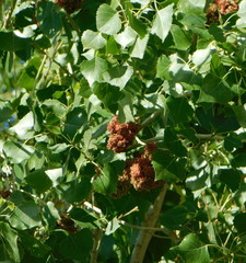 Eriophyes neoessigi