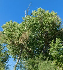 Eriophyes neoessigi