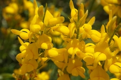 Genista sylvestris