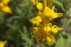 Genista sylvestris