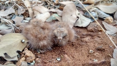Caprimulgus asiaticus