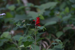 Scutellaria incarnata