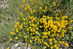 Genista sylvestris