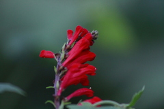 Scutellaria incarnata
