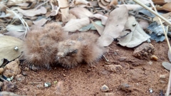 Caprimulgus asiaticus