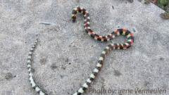 Homoroselaps lacteus