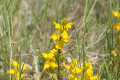 Genista sylvestris
