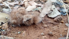 Caprimulgus asiaticus