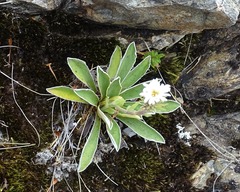 Celmisia hieraciifolia