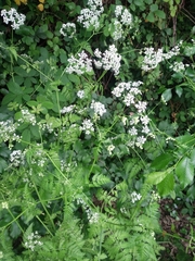 Anthriscus sylvestris