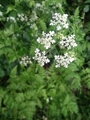 Anthriscus sylvestris