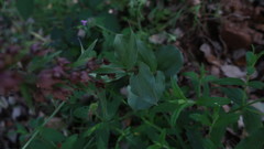 Epipactis helleborine tremolsii