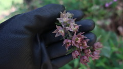 Epipactis helleborine tremolsii