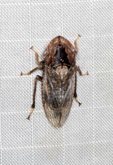 Stenocotis depressa